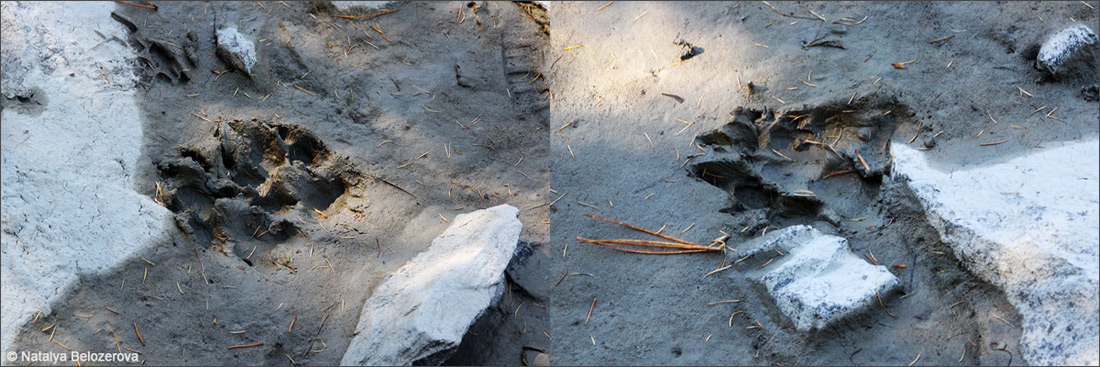 Звериные следы на отмели озера Кучерлинского